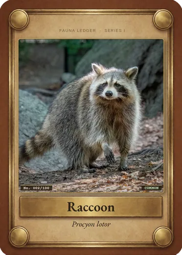 Raccoon