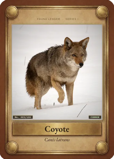 Coyote