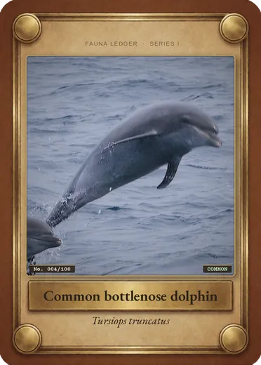 Common bottlenose dolphin