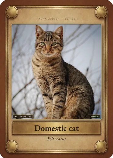 Domestic cat (house cat)