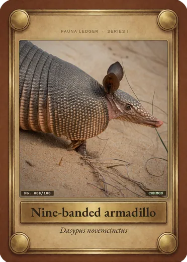 Nine-banded armadillo
