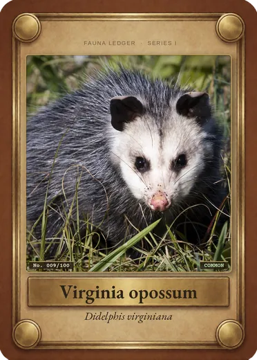 Virginia opossum