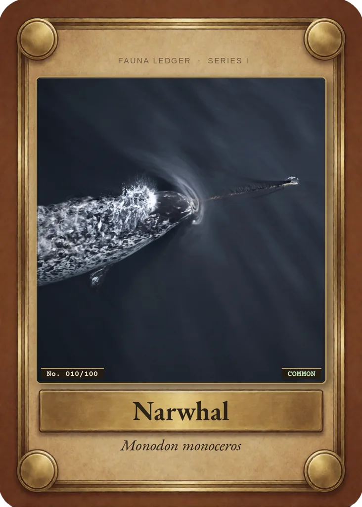 Narwhal card, front