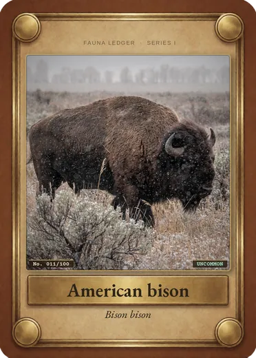 American bison