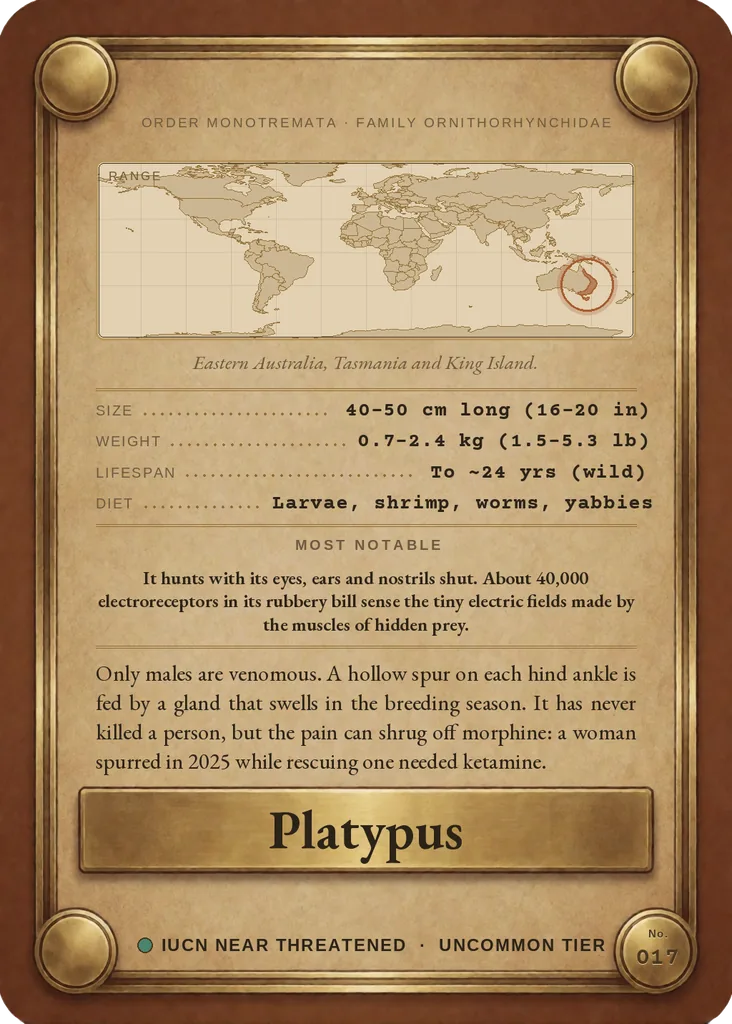 Platypus card, back
