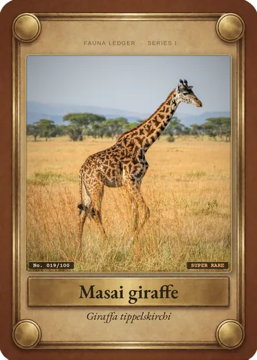 Masai giraffe