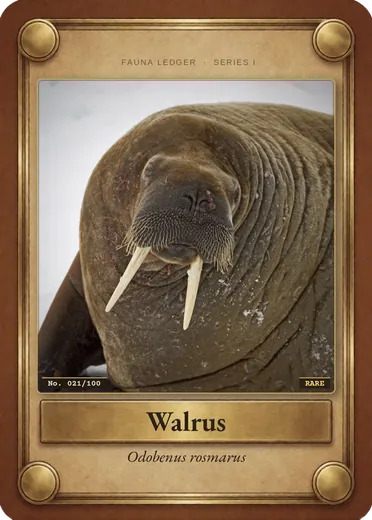 Walrus