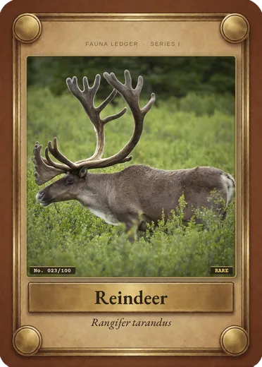 Reindeer (caribou)