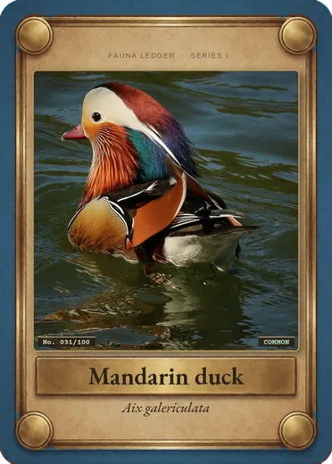 Mandarin duck