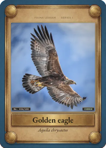 Golden eagle