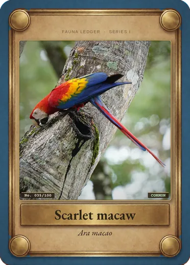Scarlet macaw