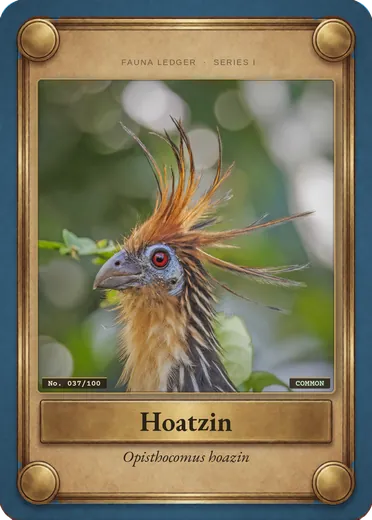 Hoatzin