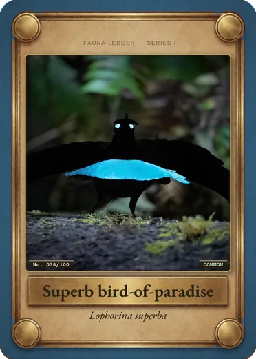 Superb bird-of-paradise