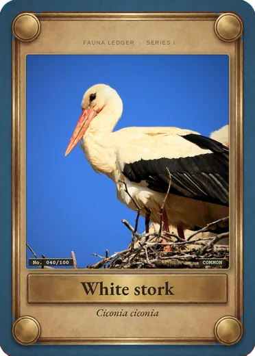 White stork