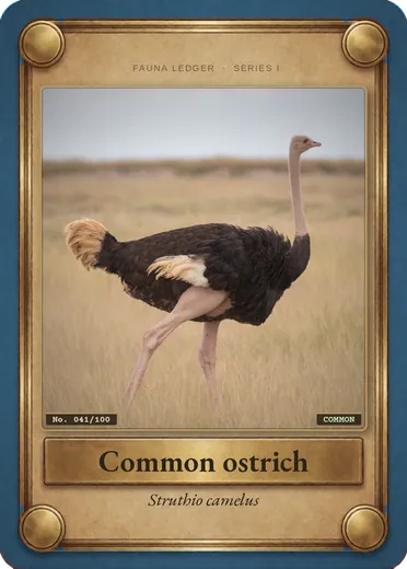 Common ostrich