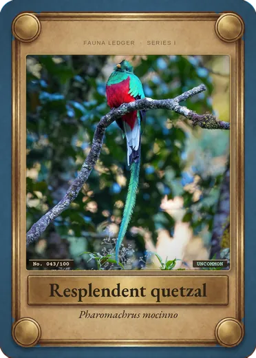 Resplendent quetzal
