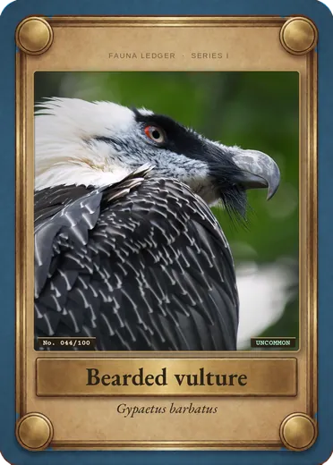 Bearded vulture