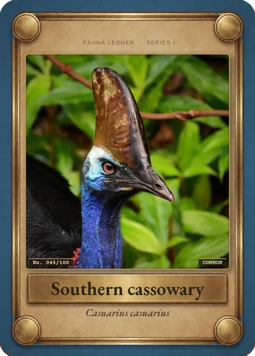 Southern cassowary