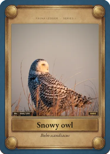 Snowy owl
