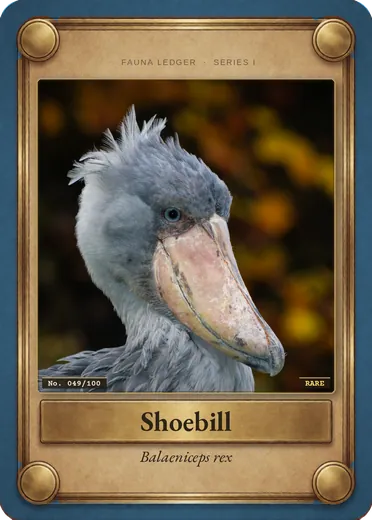 Shoebill