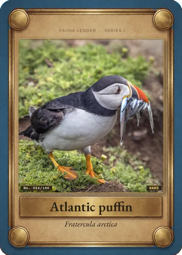 Atlantic puffin