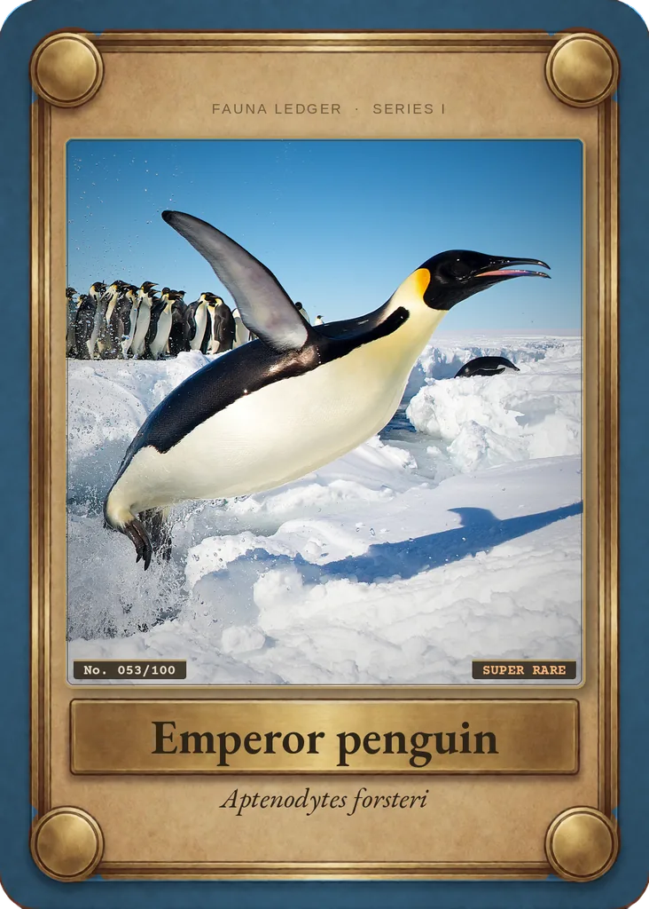 Emperor penguin card