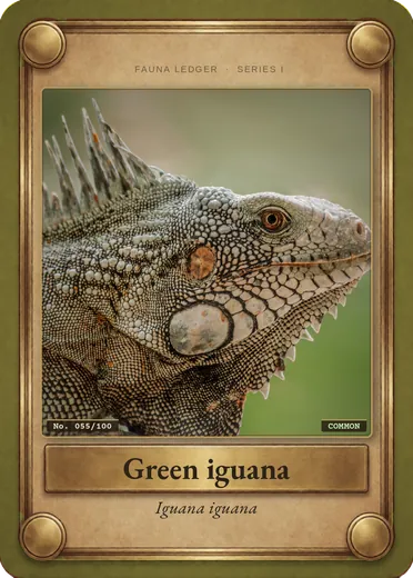 Green iguana