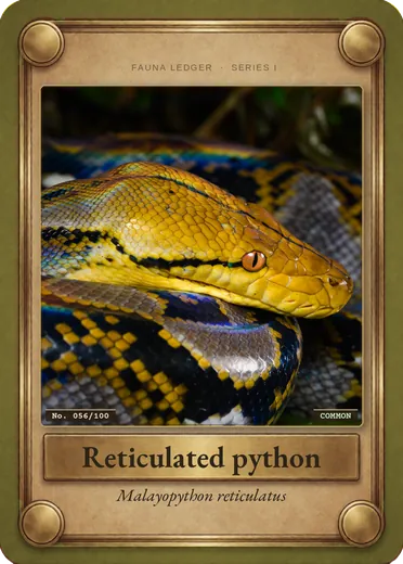 Reticulated python