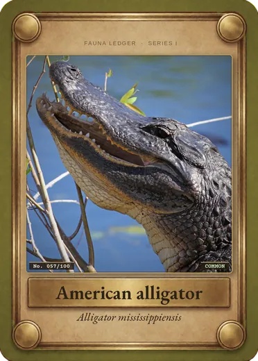 American alligator