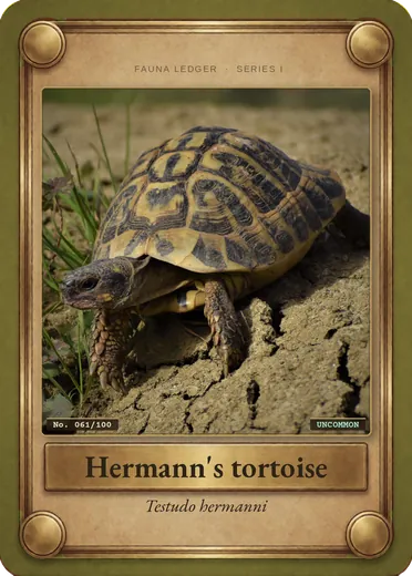 Hermann's tortoise