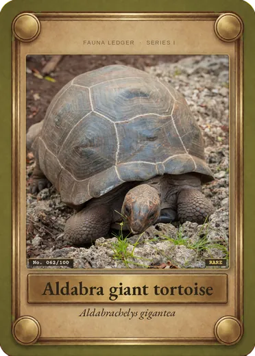 Aldabra giant tortoise