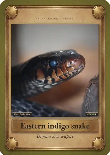 Eastern indigo snake