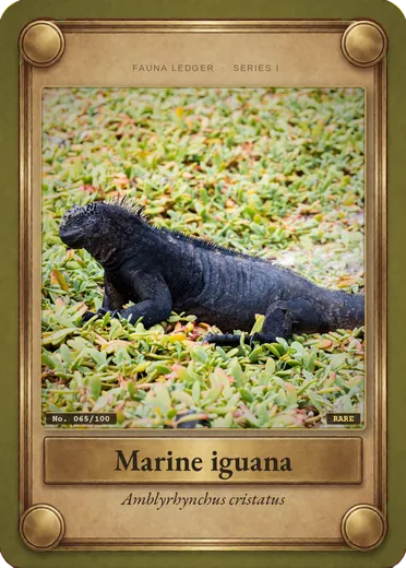 Marine iguana