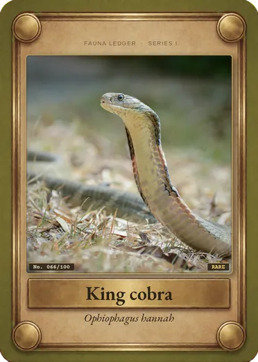 King cobra