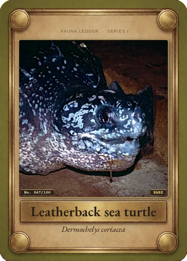 Leatherback sea turtle