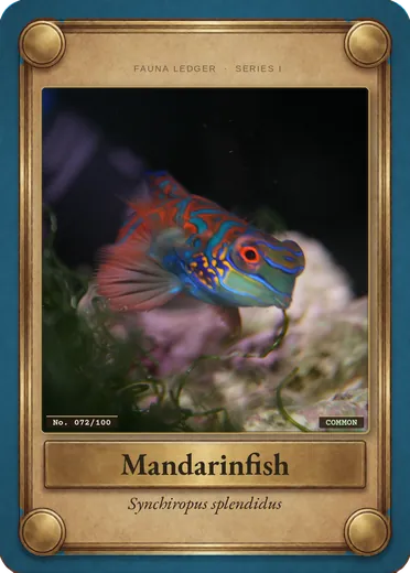 Mandarinfish