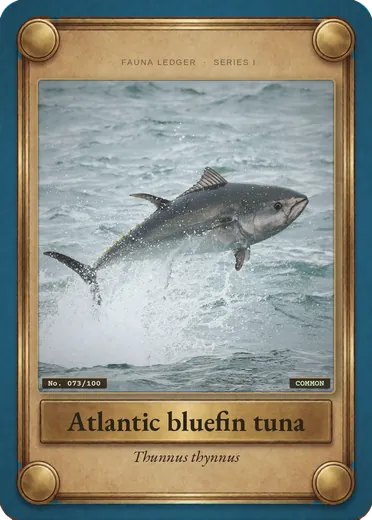 Atlantic bluefin tuna