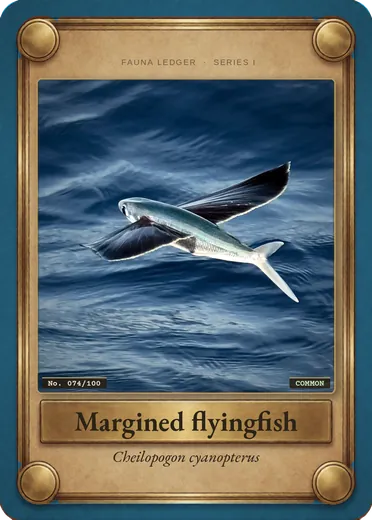 Margined flyingfish