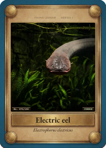 Electric eel