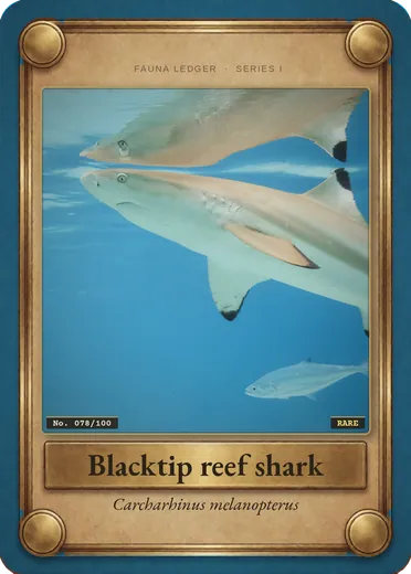 Blacktip reef shark