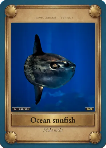Ocean sunfish