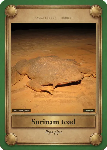 Surinam toad