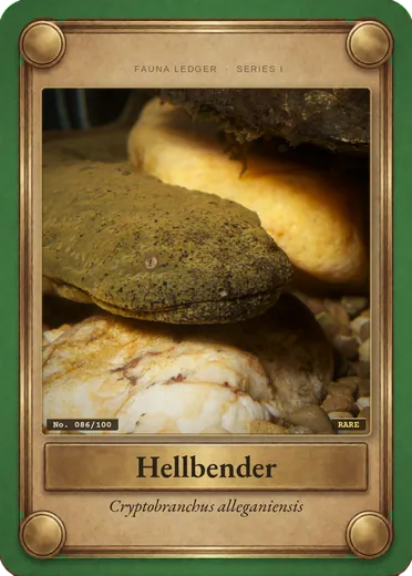 Hellbender