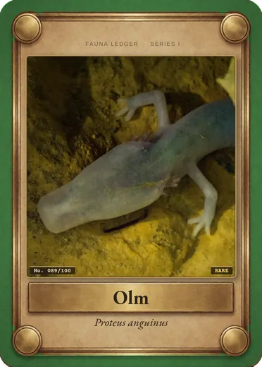 Olm