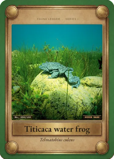 Titicaca water frog
