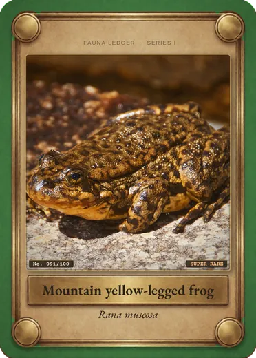 Southern mountain yellow-legged frog