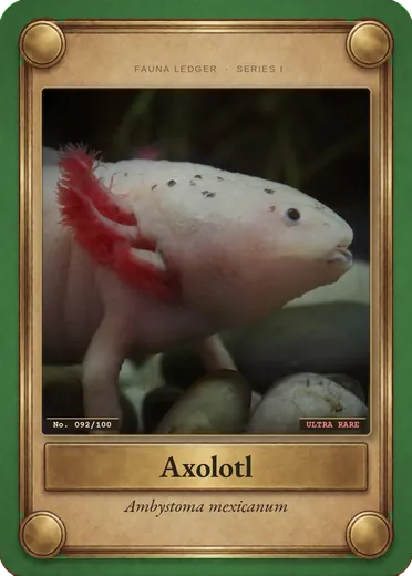 Axolotl