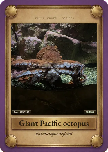 Giant Pacific octopus