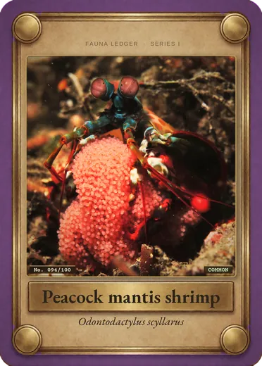 Peacock mantis shrimp