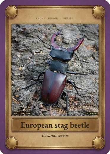 European stag beetle